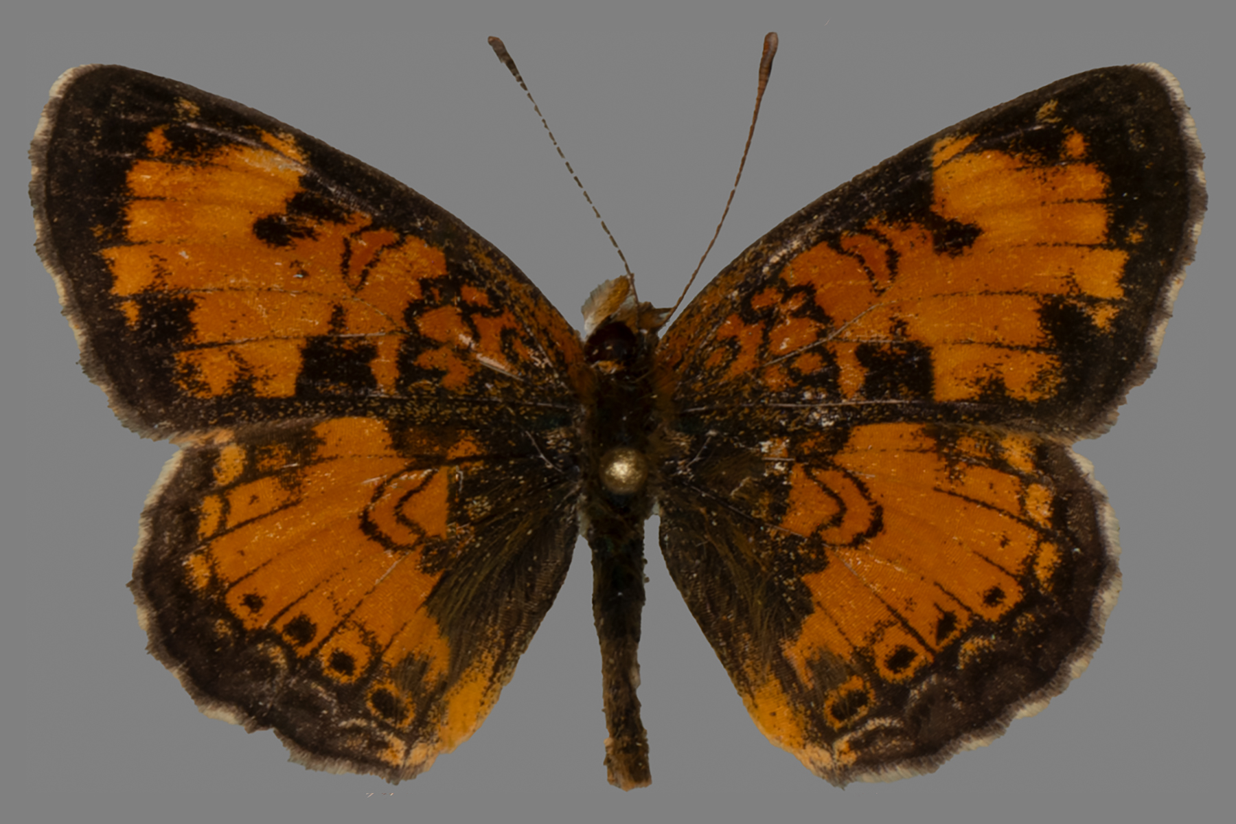 Dorsal view of Phyciodes batesii saskatchewan