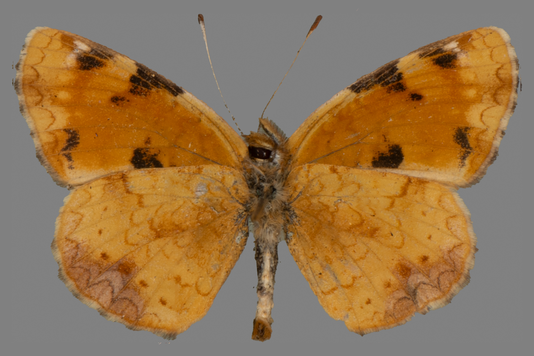 Ventral view of Phyciodes batesii saskatchewan